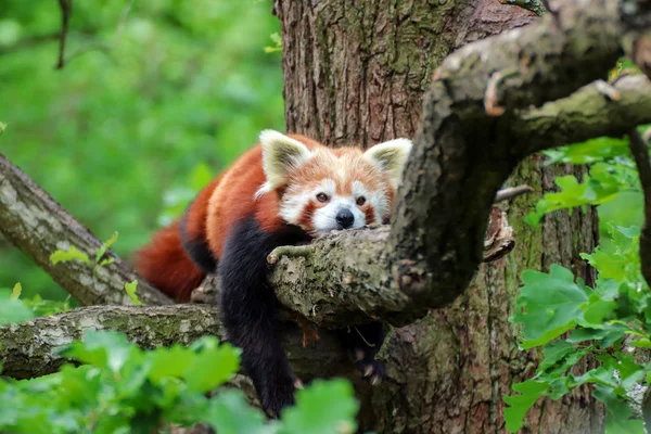 Red Panda is resting on the tree