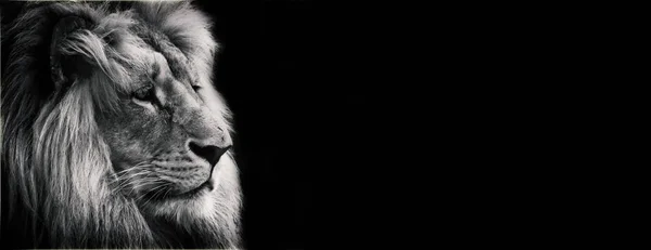 Siyah arka plan ile siyah ve beyaz teklif aslan