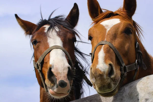 極端なクローズ アップとペアの茶色馬 — ストック写真