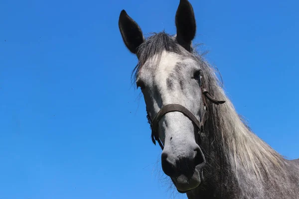 極端なクローズ アップの肖像画のグレー馬 青い空 はがきの人気の動物 — ストック写真