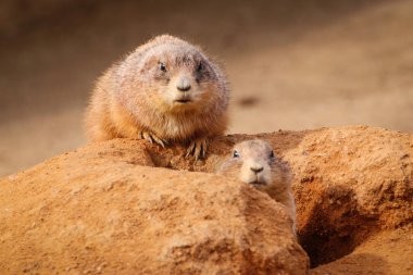 Çayır köpekleri onların kum kum izlerken
