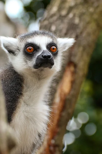 Retrato Mono Popular Lemur Madagaskar — Foto de Stock