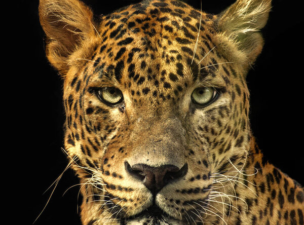 Portrait leopard with extreme close-up. Portrait dominant feline from wild live.