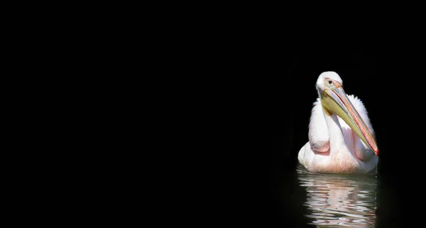 Pélican Solitaire Flottant Sauvage Dans Nature Sur Fond Noir — Photo