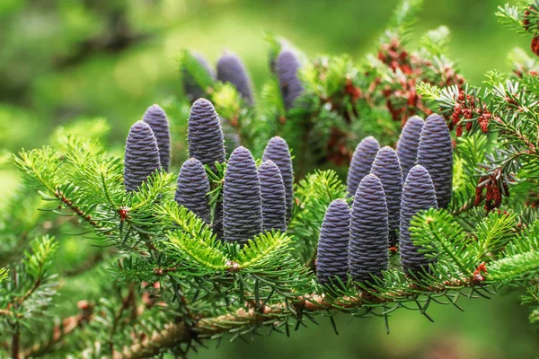 Beautiful detail of cones on branch of Edible Korean.