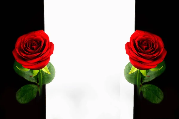 黒と白の背景の赤いバラ — ストック写真