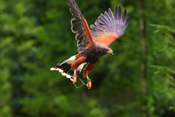 Canyon of Hariss in flight