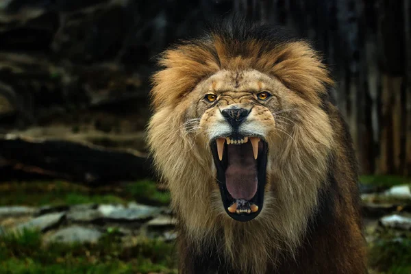 Берберский Лев Открытым Верхом Фото Живого Животного Сайте Wthe World — стоковое фото