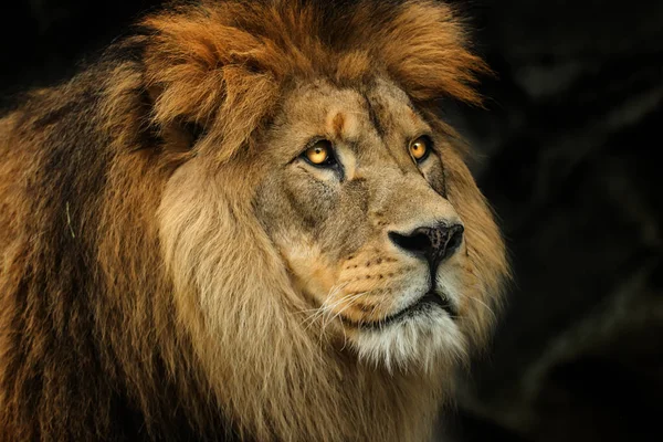 Profile Berber lion with big yellow eyes.