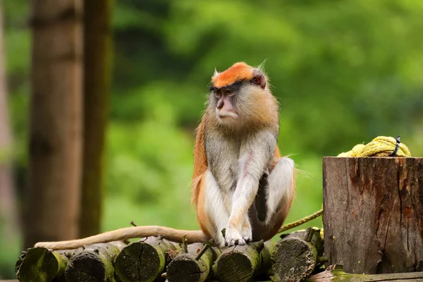 Joven Mono Cercopithecini Está Sentado Con Fondo Borroso Foto Animales —  Fotos de Stock