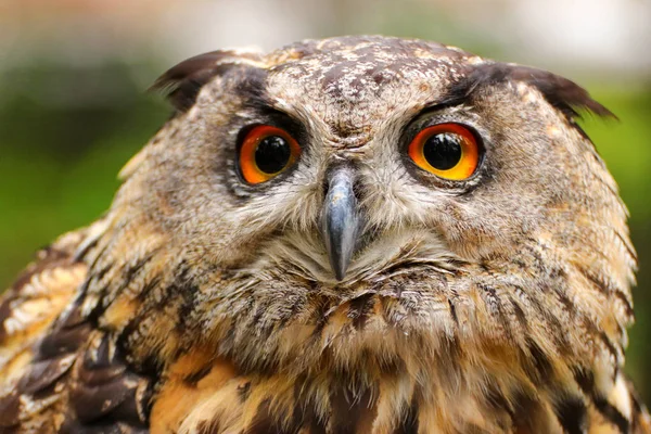Color Portrait Europan Owl Bubo Bubo — Stock Photo, Image