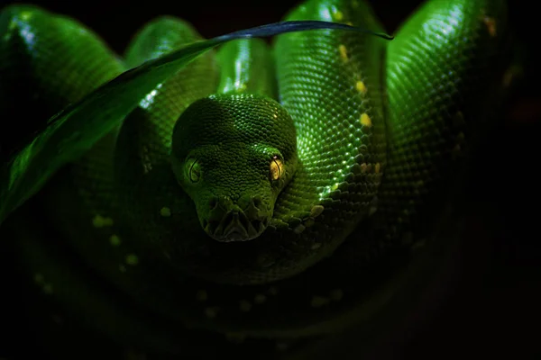 Green Tree Python Shadow Black Background Photo Czech Republic Morelia — Stock Photo, Image