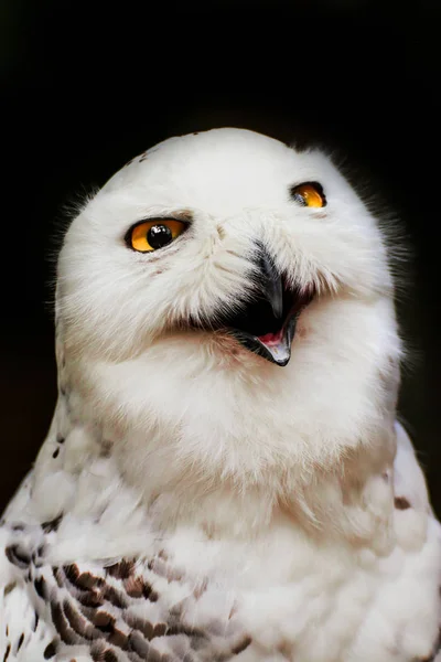 Portret Sneeuwuil Met Open Bek Zwarte Achtergrond Foto Uit Tsjechië — Stockfoto