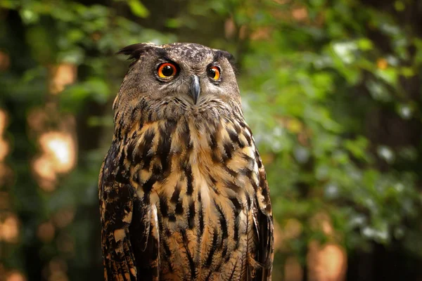 Portrait Popular Owl Grouse Big Bubo Bubo Photo Czech Republic — Stock Photo, Image