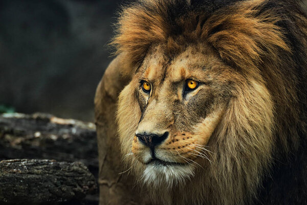 Portrait of a lion from a profile. Poster majestic lion. Photo from animal life.