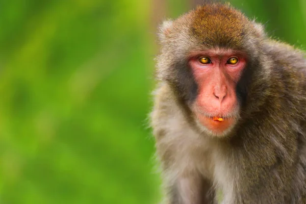 Monyet Betina Dewasa Macaque Dengan Latar Belakang Hijau Foto Dari — Stok Foto