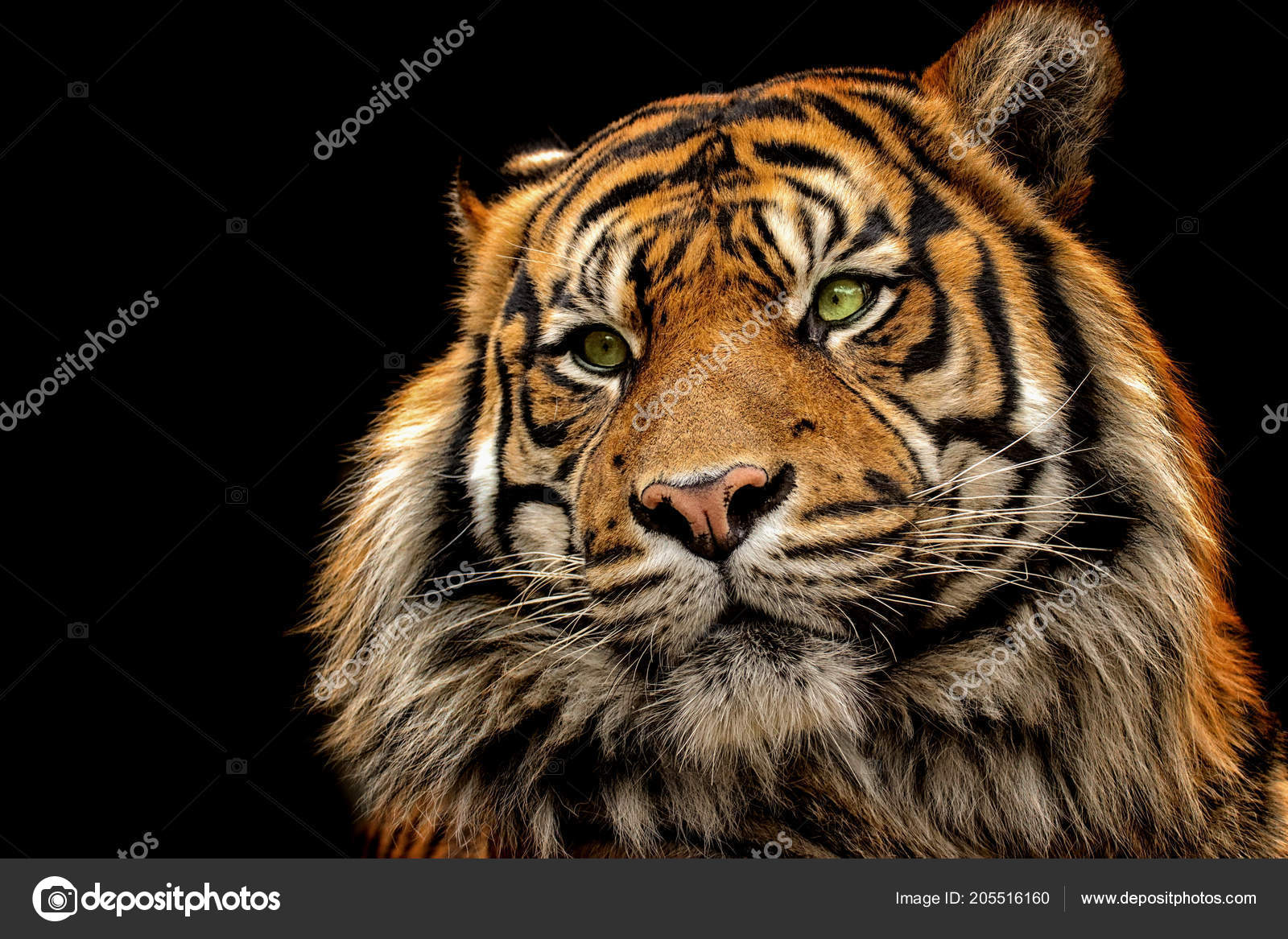 Portrait Tiger Black Background Stock Photo by ©Denisapro 205516160