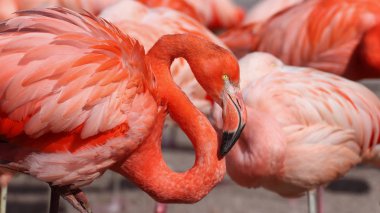 Karayip Flamingos bir sürü fotoğrafını bir flamingo ile. Canlı hayvan fotoğraf.
