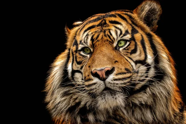 Tigre Portrait Sur Fond Noir — Photo