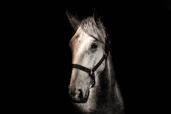 黒い背景に白い馬 シャドウの詳細顔白い馬 — ストック写真
