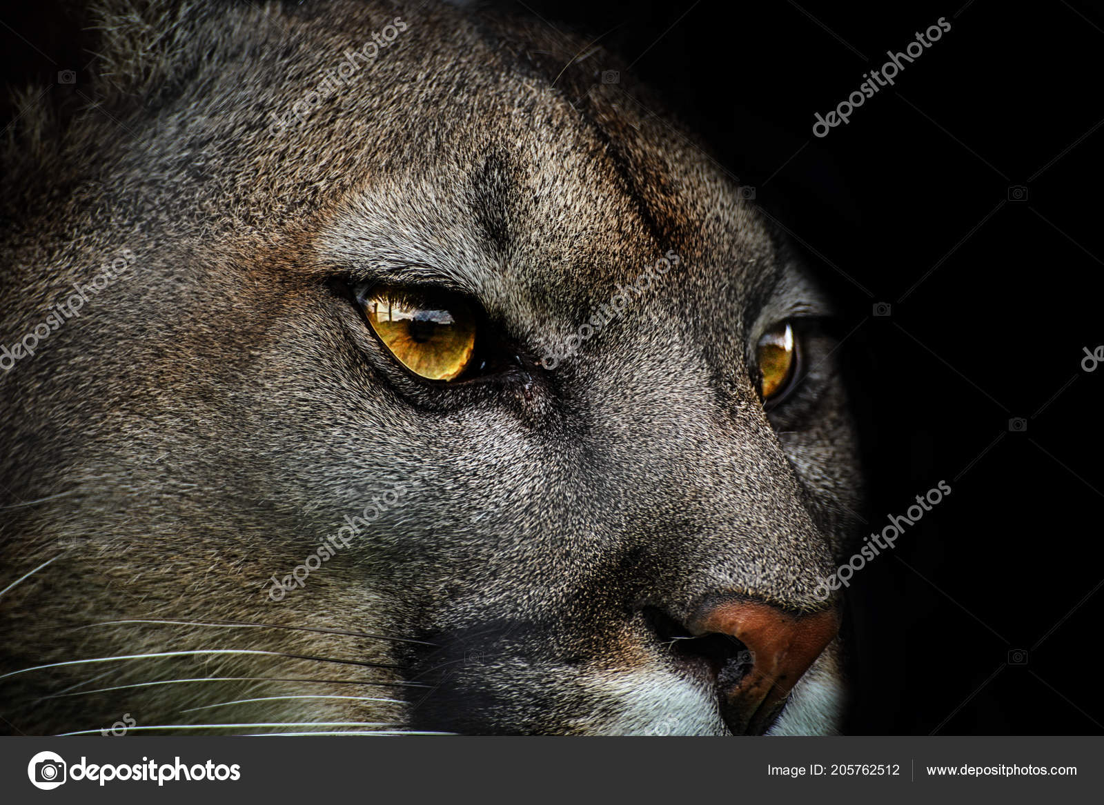 Close Cougar Detail Portrait American Puma Poster Life Animals Stock Photo Denisapro 205762512