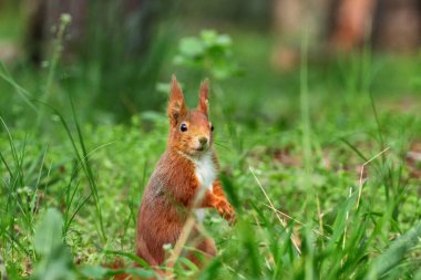 Küçük meraklı sincap vahşi doğada çim kahverengi. Dünya hayvan fotoğraf.