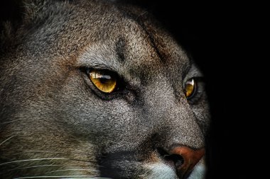 Close-up of cougar. Detail portrait american puma. Poster from life of animals. clipart