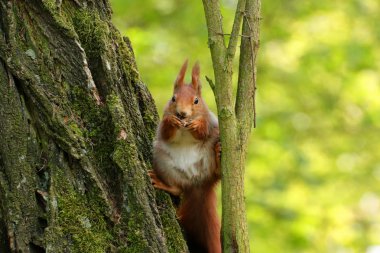 Brown squirrel eat and sits on the tree in wild nature. Photo from world of animals. clipart