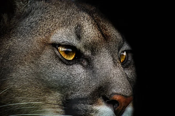 Puma Close-up. Detay dikey Amerikan puma. Hayvanların yaşam poster.