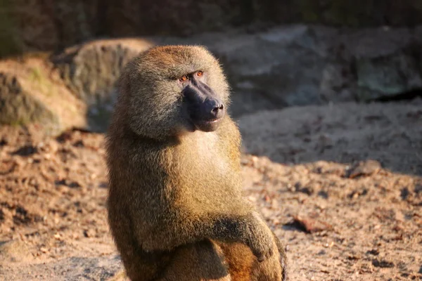 Sozinhos Babuínos Macacos Sentados Foto Mundo Dos Animais — Fotografia de Stock