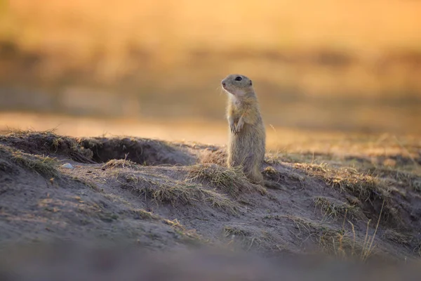 Şirin Avrupa Zemin Sincap Suslik Gıda Ile Spermophilus Citellus Vahşi — Stok fotoğraf