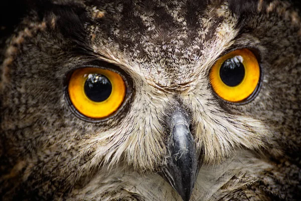 Detail Close Owl Big Yellow Eyes — Stock Photo, Image