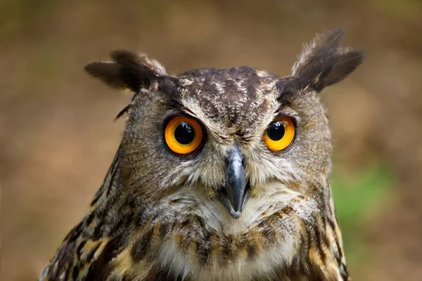 Detalle Primer Plano Búho Con Grandes Ojos Amarillos —  Fotos de Stock