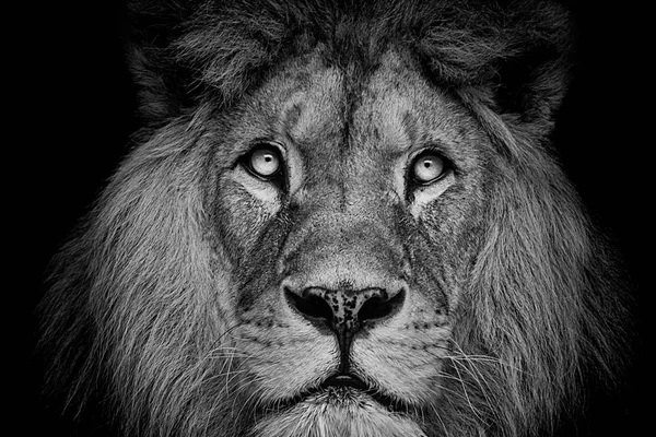 Detail Portrait Beautiful Lion Dark — Stock Photo, Image