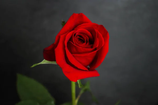 Une Rose Fleurs Rouges Sur Fond Noir Avec Lumière — Photo