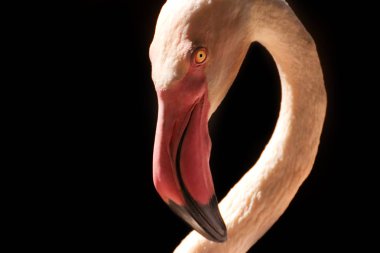 Ayrıntı yüz flamingo pembe od siyah arka plan. Yakın çekim flamingo (Phoenicopterus çevresi). Popüler Afrika kuş.