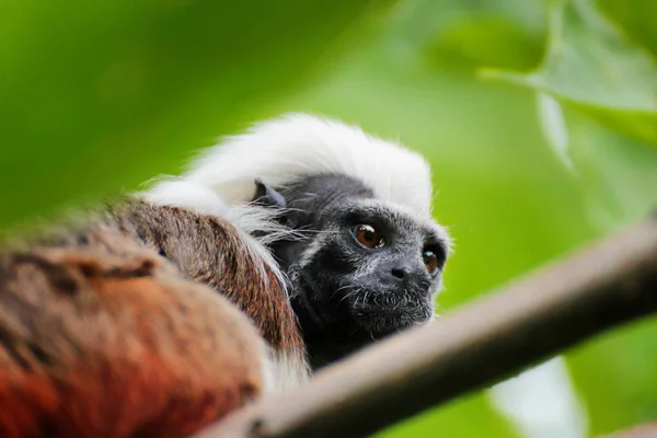 狨在树冠上留着胡子 猴子从猴群的家庭 — 图库照片