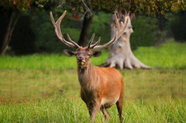 Geyik. Europan ormandaki geyik. En büyük herbivor Avrupa ormanlarda. Hayvan dünya fotoğrafı.