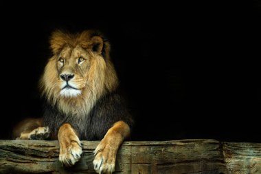 Aslan. Karanlık bir arka plan ile bir kayaya oturan aslan. Hayvan dünya fotoğrafı.
