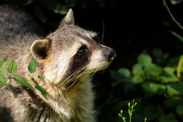 North Wasbeer Procyon Lotor Een Populaire Wasbeer Met Brandnetel Donkere — Stockfoto