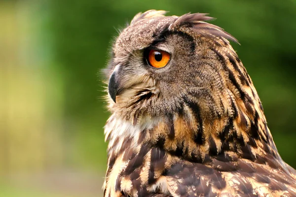 Gufi Sono Uccelli Dell Ordine Strigiformes Che Comprende Circa 200 — Foto Stock