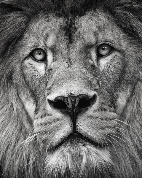 Портрет Льва Черно Белого Цвета Крупным Планом Фотография Животного Мира — стоковое фото