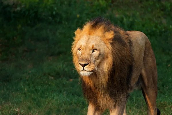 Zwiedzanie Lew Słońce Zielonym Tle Zdjęcie Świata Zwierząt — Zdjęcie stockowe
