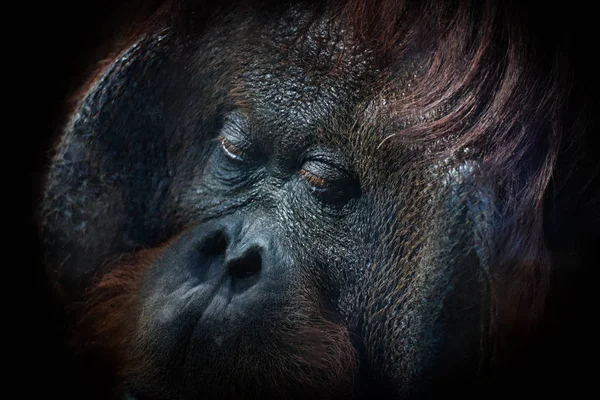 Orangutang Ansikte Svart Bakgrund Detalj Ansiktet Orangutang Hane Foto Den — Stockfoto