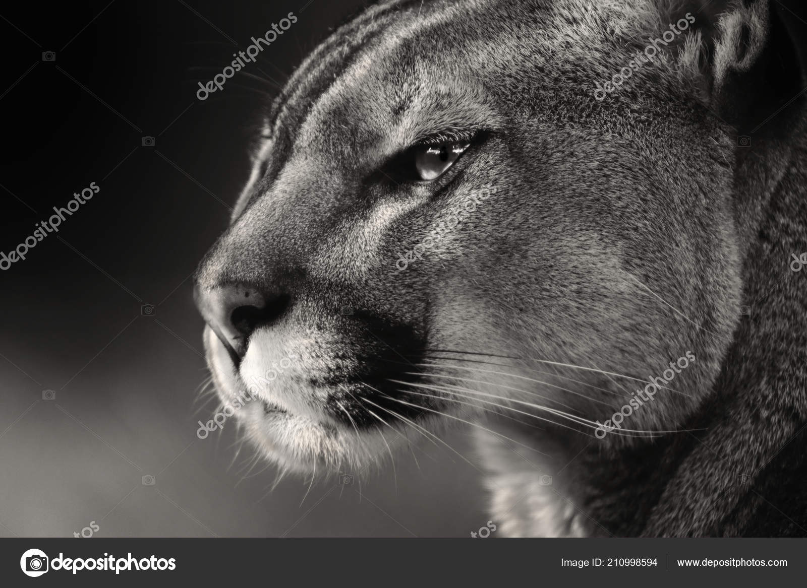 Black White Face Cougar Cougar Puma Concolor Also Commonly Known