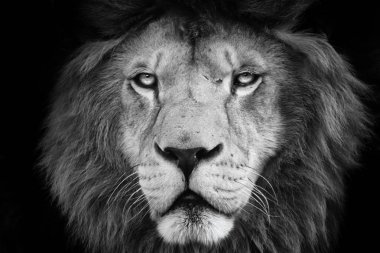 Siyah ve beyaz renk ile portre aslan. Yüz aslan. Aslan kameraya bak. Hayvanlar alemi fotoğraflardan. Siyah ve beyaz poster yüksek kalite.