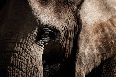 Filler fil ailesinin büyük memeliler sırası fil'dır. Ayrıntı yüz Afrika fili. Hayvanlar alemi fotoğraflardan. Fil, Afrika fili closeup portresi.