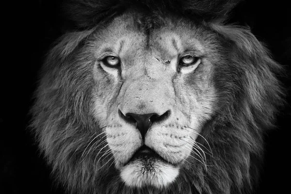 Portret Leeuw Met Zwarte Witte Kleur Gezicht Leeuw Lion Kijken — Stockfoto