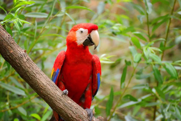 kırmızı ve yeşil Amerika papağanı Ara chloroptera. Scarlet Amerika papağanı çehresini bir büyük kırmızı, sarı ve mavi Güney Amerika papağanı macaws denilen Neotropical papağan büyük bir grup üyesi olduğunu