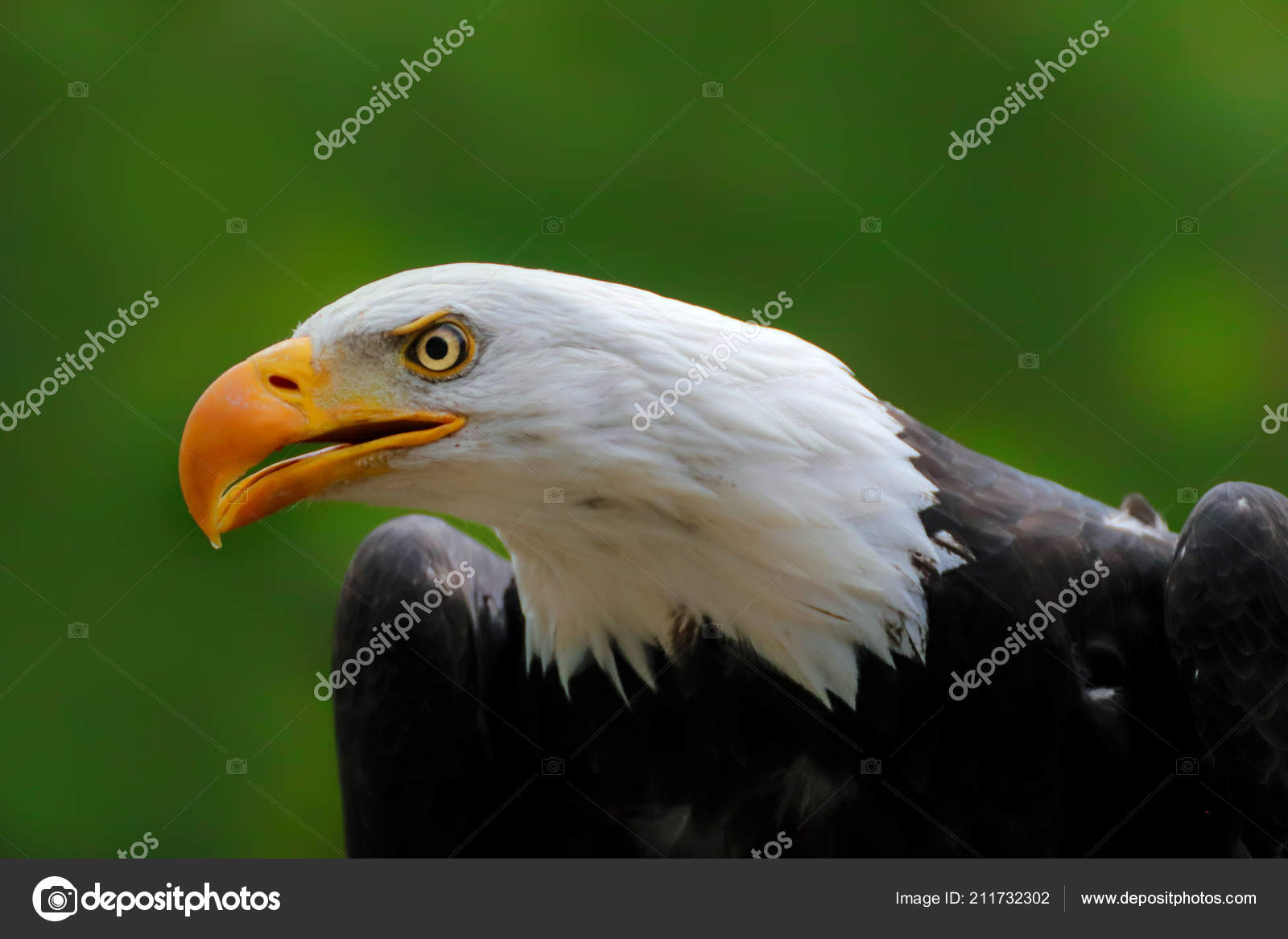 Bald Eagle Phone Wallpaper Bald Eagle Green Wallpaper National American Prey Bird Portrait White Stock Photo C Denisapro